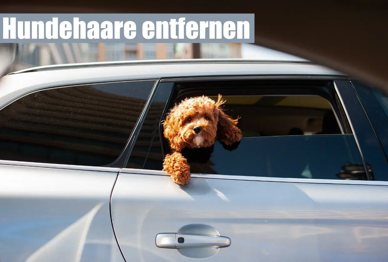 Hundehaare aus dem Auto entfernen – 11 wertvolle Tipps!