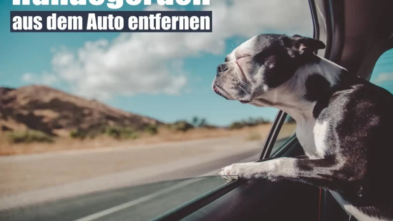 Hundegeruch aus dem Auto entfernen: 8+ Tipps für eine geruchsfreie Fahrt